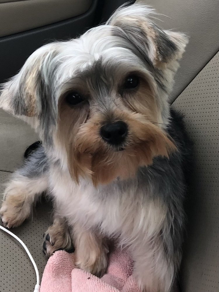 LOOKING GOOD PET SPA Updated September 2024 16 Photos & 15 Reviews