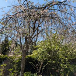 Reynolda Gardens