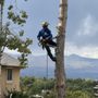Photo of Rent A Monkey Tree Service