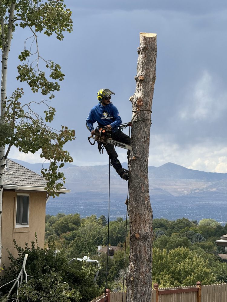 Rent A Monkey Tree Service - tree service in Salt Lake City, UT