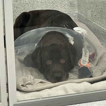 Advanced Veterinary Care Center - Emergency Pet Hospital Near Me - Davie, Florida