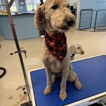 Pawsh Paws Spa - Pet Groomers Near Me - Fairport, New York Pawsh Paws Spa - Pet Groomers Near Me - Fairport, New York