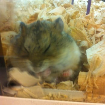 PetSmart - Russian hamster - Pet Training Near Me - Tucson, Arizona