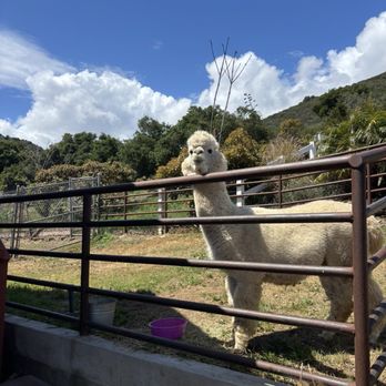 Canzelle Alpacas - Farms Near Me - Carpinteria, California Canzelle Alpacas - Farms Near Me - Carpinteria, California