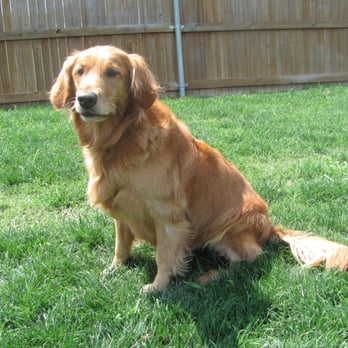 Pet Bank Services - Pet Sitting Near Me - Rockwall, Texas Pet Bank Services - Pet Sitting Near Me - Rockwall, Texas