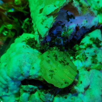 Jacques-Imo's Cafe - Cajun/Creole Near Me - New Orleans, Louisiana Jacques-Imo's Cafe - Cajun/Creole Near Me - New Orleans, Louisiana