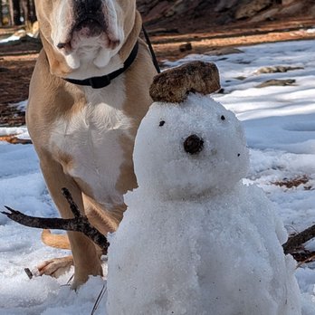 PetSmart - Our pup clean and smelling winter fresh - Pet Stores Near Me - Flagstaff, Arizona
