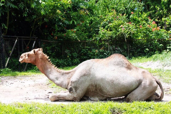 Zoo Taiping & Night Safari by null