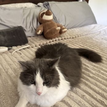 Maricela's House Cleaning - Clean bed with a happy cat. Courtesy of Maricel's House Cleaning - Home Cleaning Near Me Maricela's House Cleaning - Clean bed with a happy cat. Courtesy of Maricel's House Cleaning - Home Cleaning Near Me