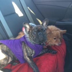 Stouffville Veterinary Clinic - Ruby & Buddy
