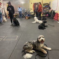 Fortunate K9 Dog & Owner Training - Boca Bernedoodle staying nicely!