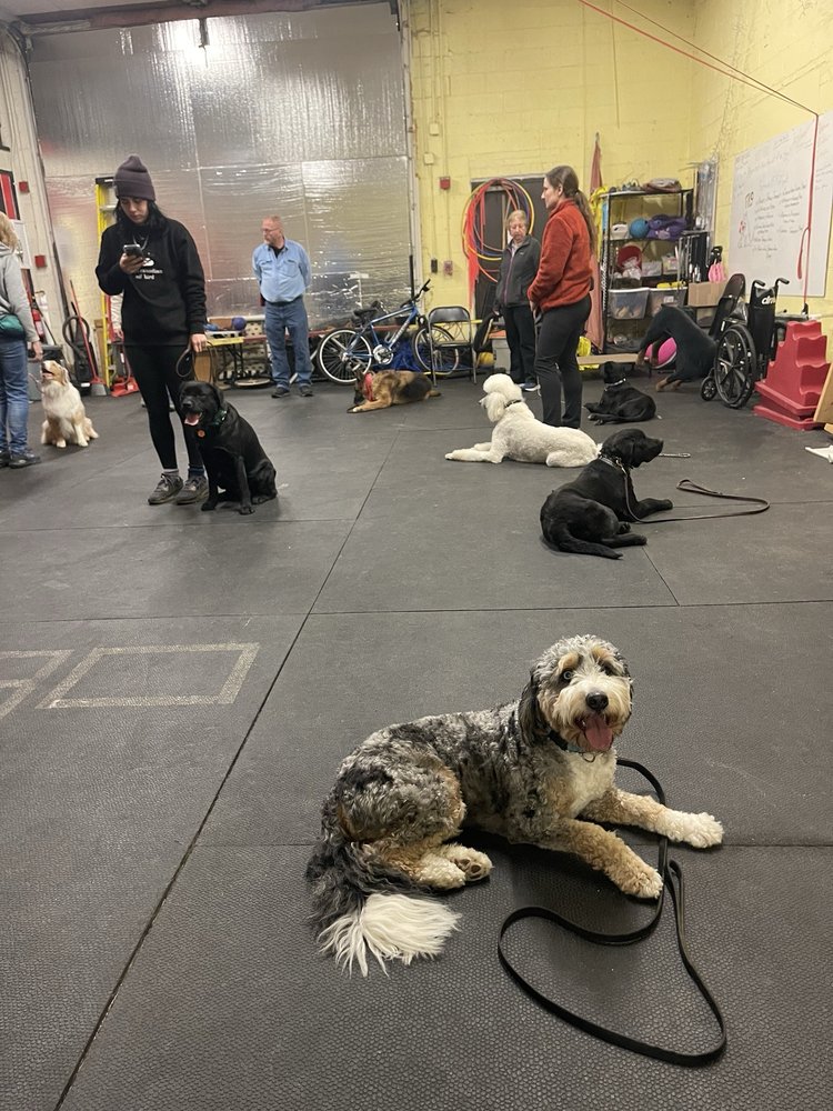 Fortunate K9 Dog & Owner Training Image