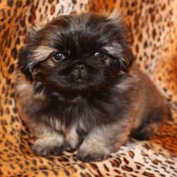 Animal Attraction Pet Grooming - Beautiful Pekingese bred for quality and health.