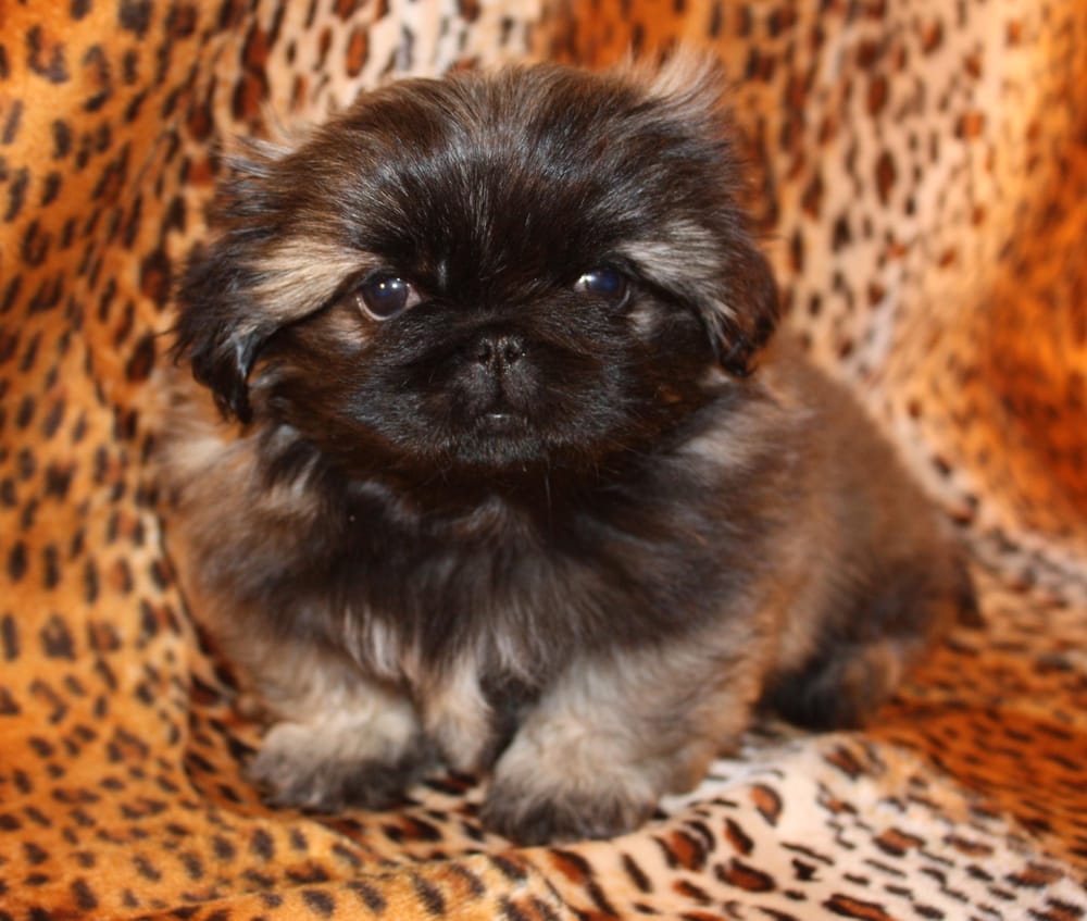 ANIMAL ATTRACTION PET GROOMING Updated September 2024 26 Photos