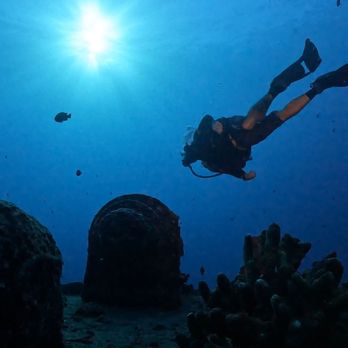 Dive Oahu - Best DM ever. The entire crew made this dive the best. Mahalo to all.... Darryl - Snorkeling Near Me - Honolulu, Hawaii