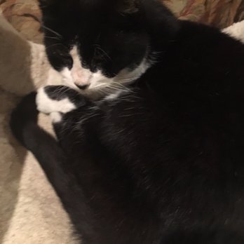 Adelaide Inn - Junior, holds court in the reception area. His once went home with a Sacramento Couple he met at the nearby McDonalds. - Hotels Near Me - Paso Robles, California