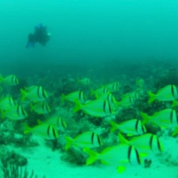 Narcosis Dive Company - Scuba Diving Near Me - Riviera Beach, Florida Narcosis Dive Company - Scuba Diving Near Me - Riviera Beach, Florida