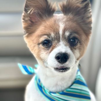 Noah's Bark Pet Grooming - Manny - Pet Groomers Near Me - Spring, Texas Noah's Bark Pet Grooming - Manny - Pet Groomers Near Me - Spring, Texas