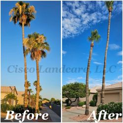Cisco Landcare - Palm tree trimming. Give us a call for a free estimate.