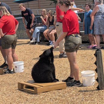 Yellowstone Bear World - Bottle feeding of beer cub - Zoos Near Me - Rexburg, Idaho Yellowstone Bear World - Bottle feeding of beer cub - Zoos Near Me - Rexburg, Idaho