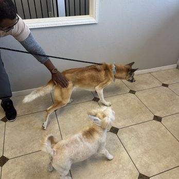 Bigdogsandcats - Pet Groomers Near Me - Downey, California