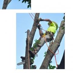 All Type Tree Service - All Type Tree Service