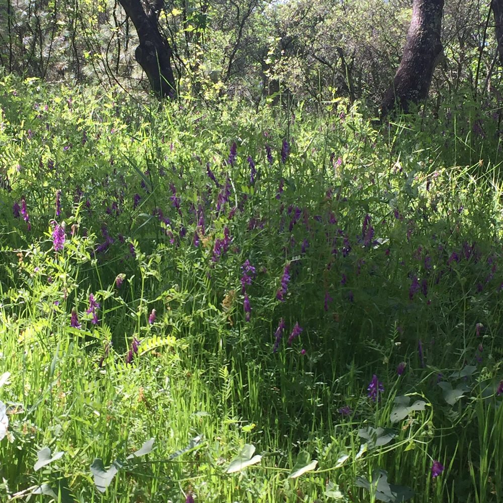 Hidden Falls Regional Park - Parks Near Me - Auburn, California