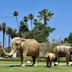 Beverly Gardens Park - 100 magnificent Indian Elephants are migrating across the U.S. to share their story with the world.