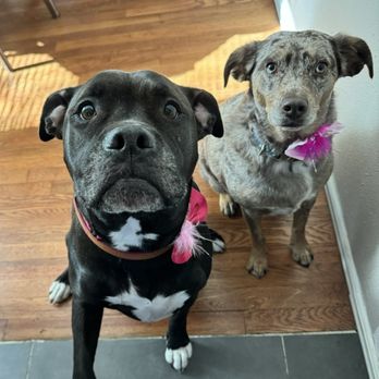 Edgewoof Dog Spa - Pet Groomers Near Me - Jacksonville, Florida Edgewoof Dog Spa - Pet Groomers Near Me - Jacksonville, Florida
