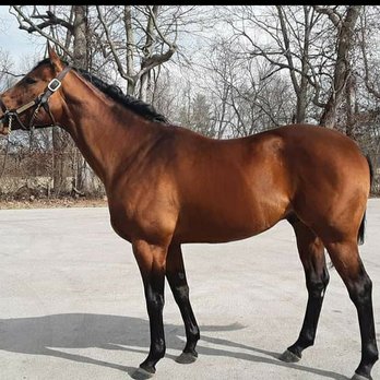 Walmac Farm - Stallion Core Beliefs - Horse Racing Near Me - Lexington, Kentucky Walmac Farm - Stallion Core Beliefs - Horse Racing Near Me - Lexington, Kentucky