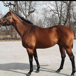 Walmac Farm - Stallion Core Beliefs