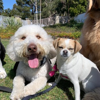 Bark Collective - Dog Walkers Near Me - Costa Mesa, California