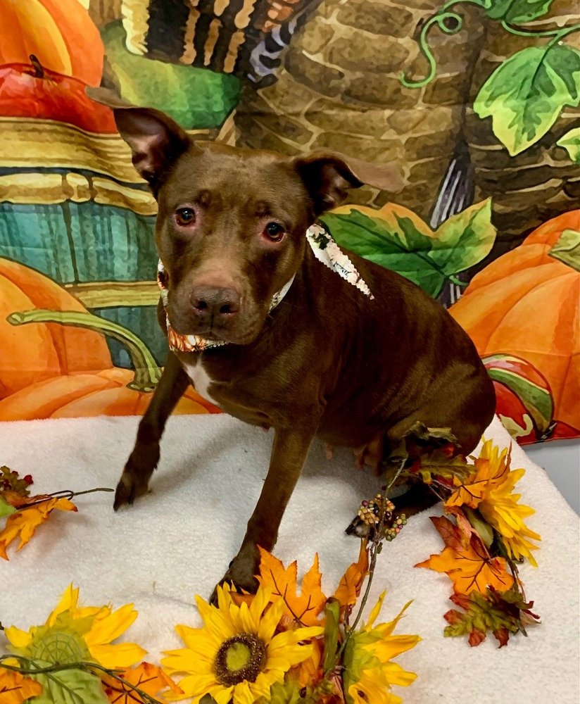 JUST DOGS SPAW Updated August 2024 24 Photos & 21 Reviews 466 SW Port St Lucie Blvd, Port