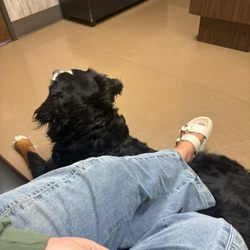 Tualatin Animal Clinic