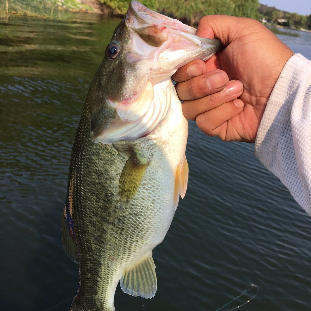 All about that bass no treble. All about that bass no treble.