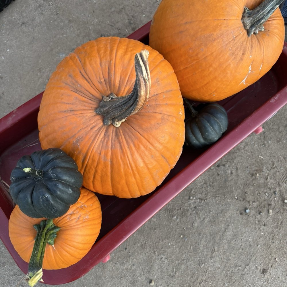 Great selection of different types & sizes of pumpkins. Even Black Cats! Great selection of different types & sizes of pumpkins. Even Black Cats!