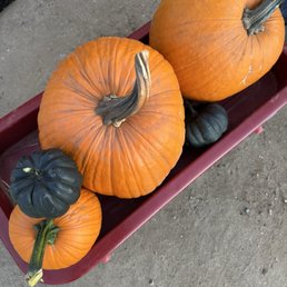 Great selection of different types & sizes of pumpkins. Even Black Cats! Great selection of different types & sizes of pumpkins. Even Black Cats!