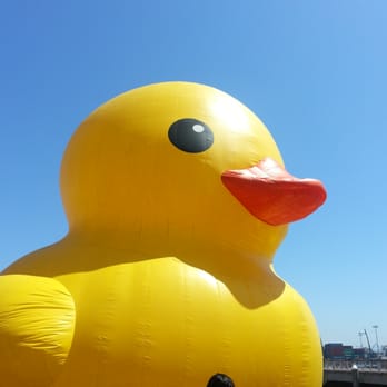 World's Largest Rubber Duck - Festivals Near Me - Los Angeles, California World's Largest Rubber Duck - Festivals Near Me - Los Angeles, California