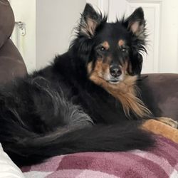 Pet Sitting and Dog Walking