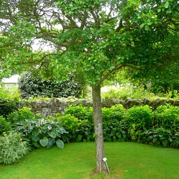 Priory Hotel - The Priory Hotel garden - Hotels Near Me - Wareham, DOR
