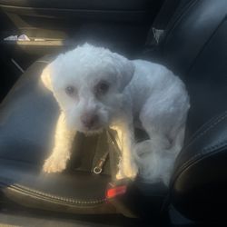 House of Stillwater Pet Grooming