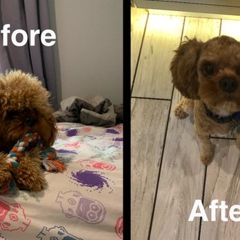 Lavish Life Pet Spa - Jax - Pet Groomers Near Me - Cambria heights, New York