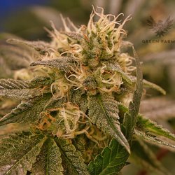 Green Farms Recreational + Medical Dispensary - Alotta Colada