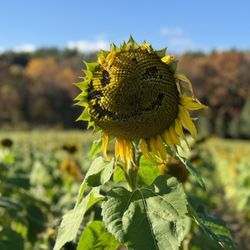 Hanson's Farm