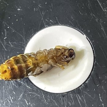 Benihana - Denver - The bug - Sushi Bars Near Me - Denver, Colorado
