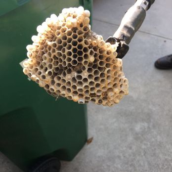Oc Bee Guy - Pest Control Near Me - Anaheim, California Oc Bee Guy - Pest Control Near Me - Anaheim, California