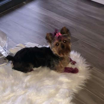La Bone Pet Spa - Pet Stores Near Me - Cooper City, Florida La Bone Pet Spa - Pet Stores Near Me - Cooper City, Florida