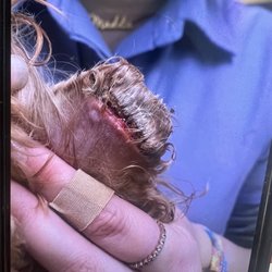 Cutie Pet Grooming - Primary doctor said the tissue at the end of the ear was necrotic and needed surgery to cut off the necrosis.