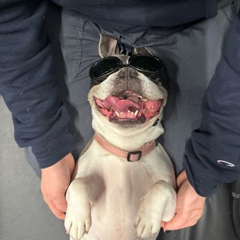 Kinetic Veterinary Specialists - Laser therapy - Veterinarians Near Me - Clermont, Florida Kinetic Veterinary Specialists - Laser therapy - Veterinarians Near Me - Clermont, Florida