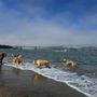 Photo of Crissy Field